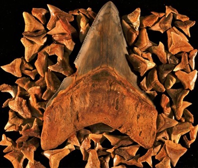 Megalodon teeth credit Catalina Pimiento